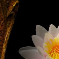 buddha-lily.featured